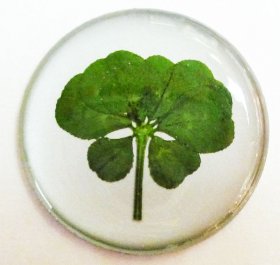 8 Leaf Clover