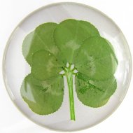 6 leaf Clover Sticker (2.3cm to 2.8cm diameter) 6 leaf Clover Sticker (2.3cm to 2.8cm diameter)